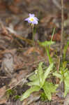 Southern butterwort